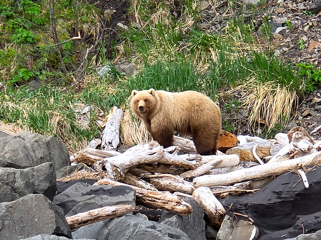 bear